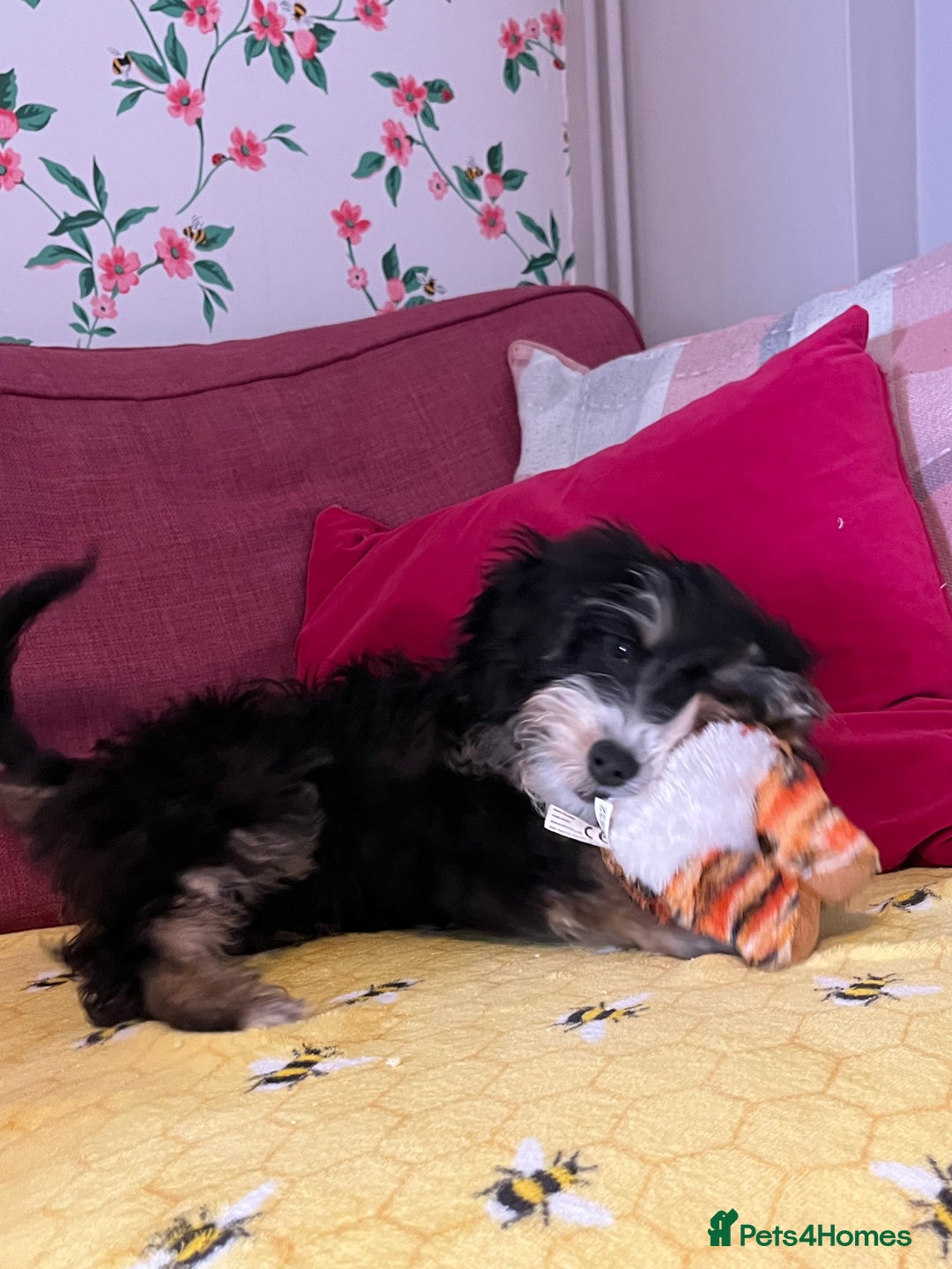 Cockapoo dogs for sale: Beautiful Cockapoo - Image 3