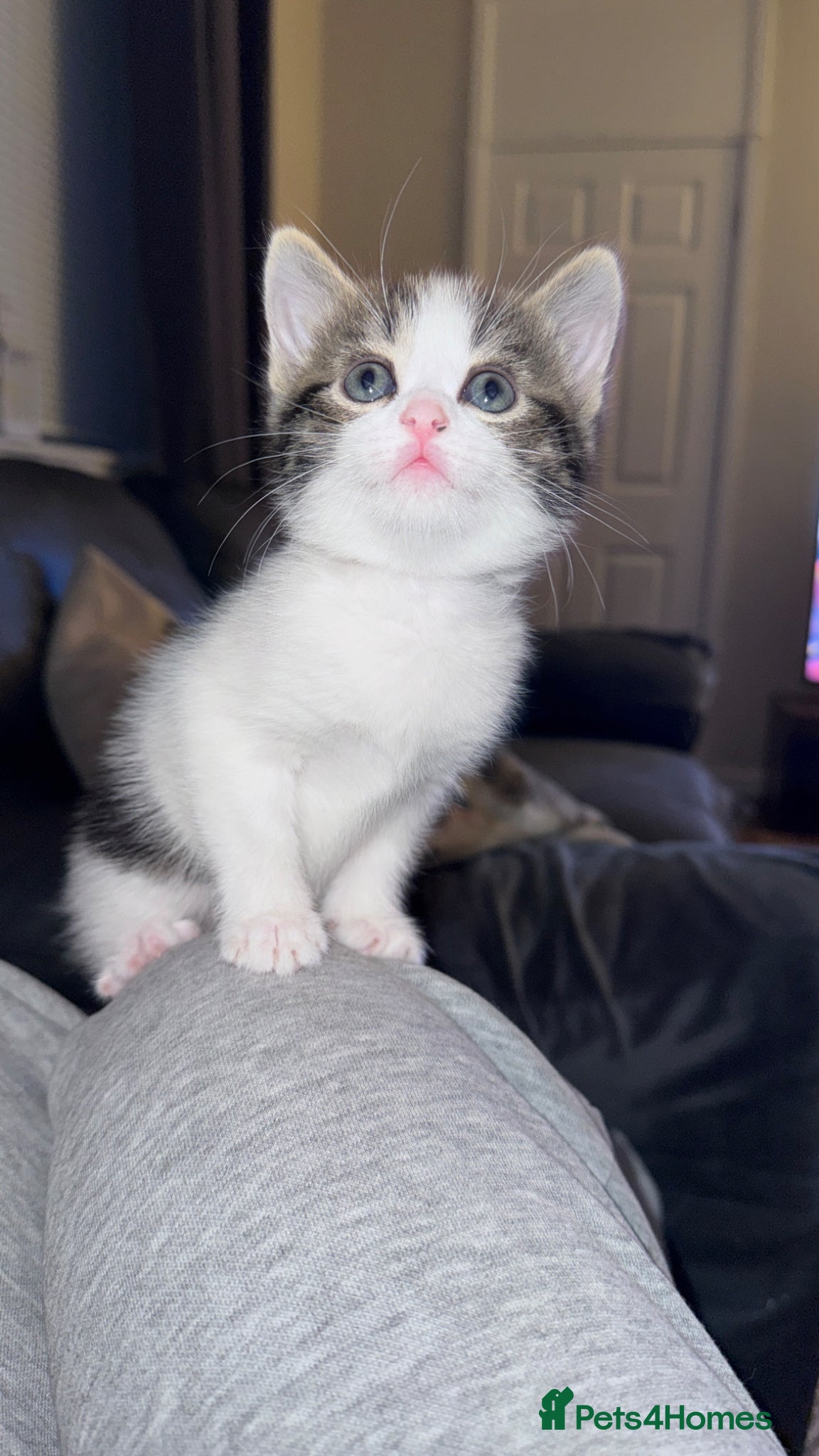 Domestic Shorthair cats Stunning little tabby/black/white girl kitten. - Advert 8