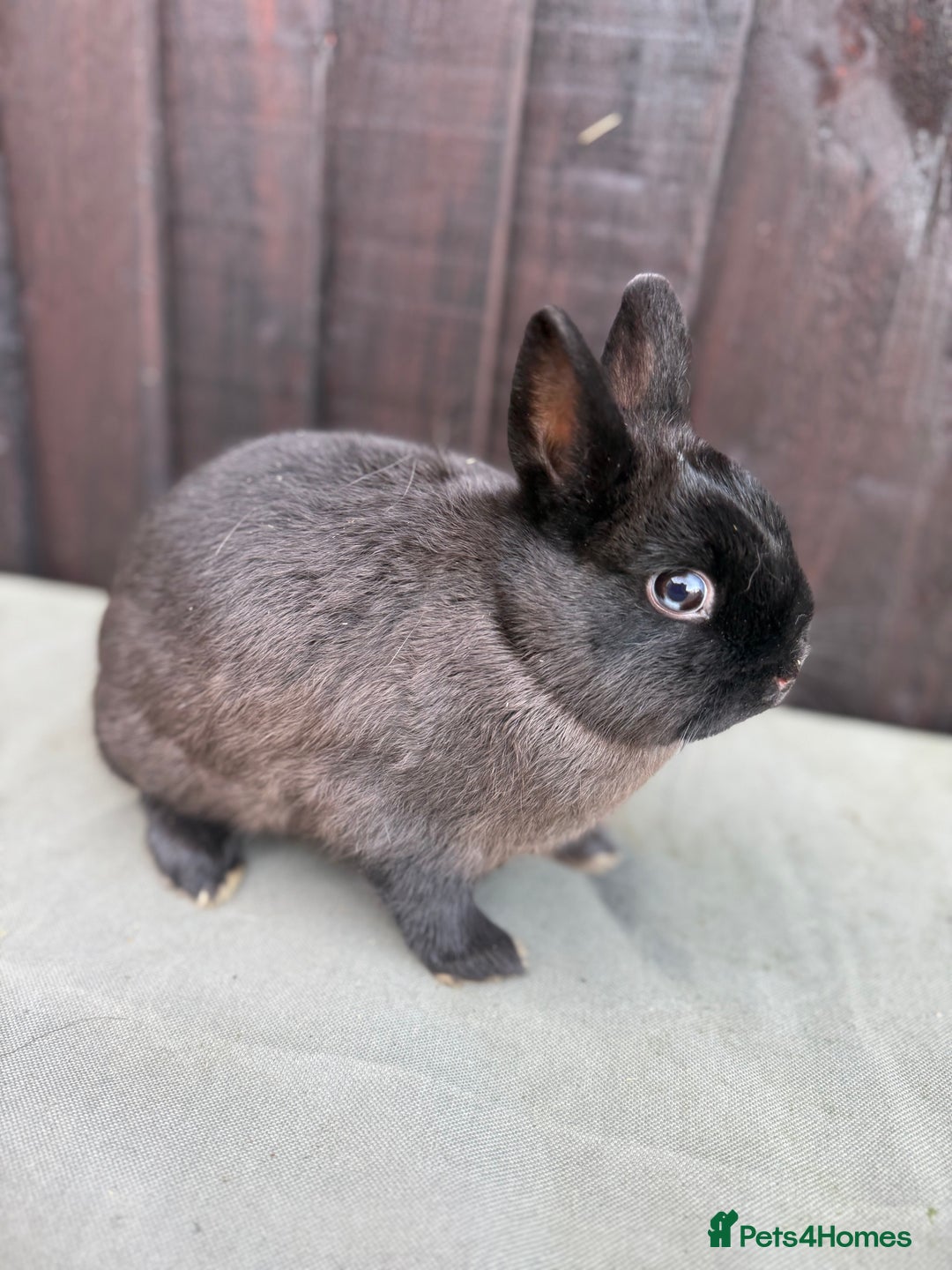 Netherland Dwarf rabbits for sale: 2 Adorable Netherland Dwarf Bunnies  - Advert 4