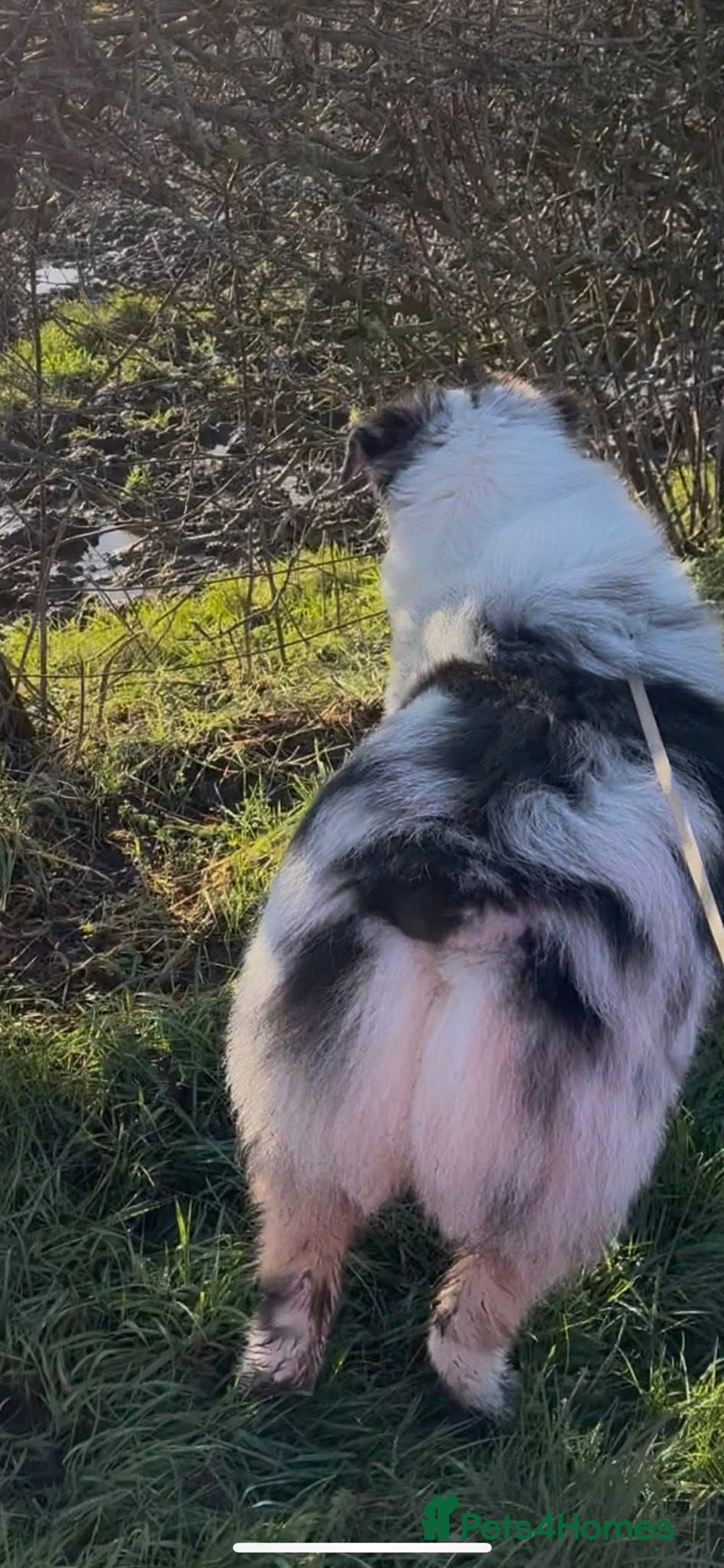 Australian Shepherd dogs for sale: Australian shepherd dog  - Advert 7