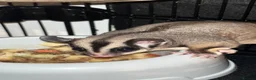 Sugar Glider rodents for sale: 2 female sugar glders in South Ockendon - Advert 25