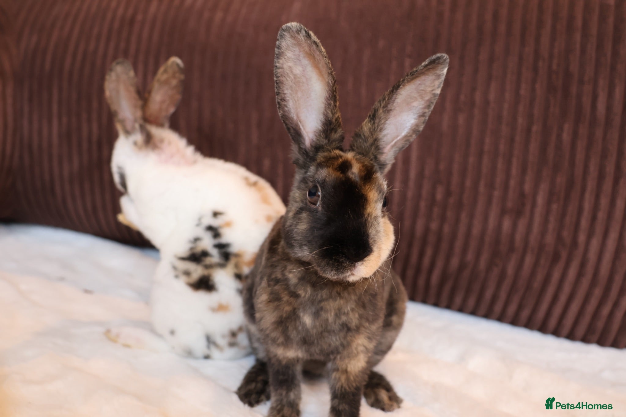 Rex rabbits Ready to leave Beautiful Mini Rex & Mini plush lop - Advert 2