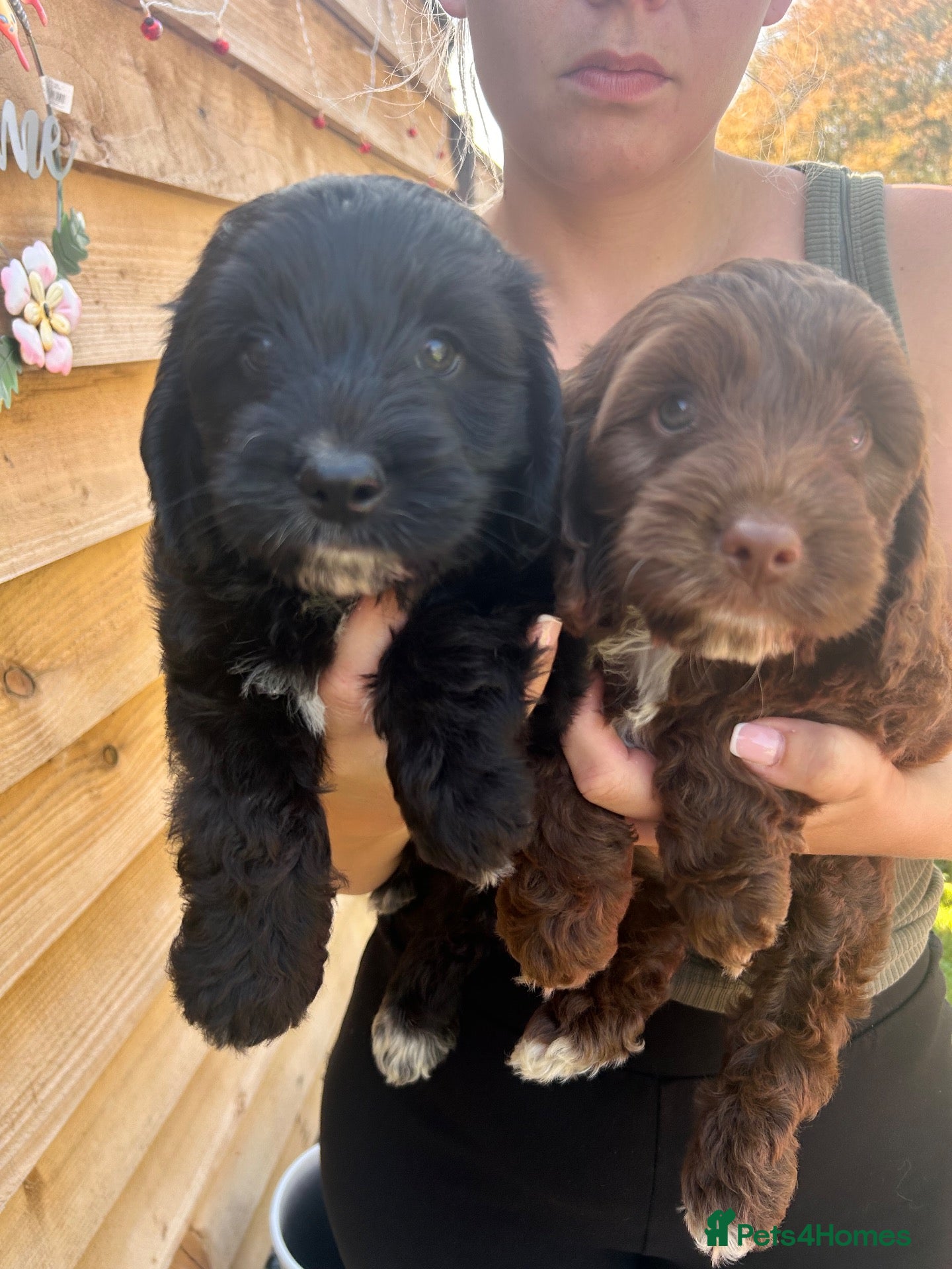Cockapoo dogs Cockapoo puppy’s for sale  - Advert 1