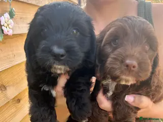 Cockapoo dogs Cockapoo puppy’s for sale - Advert 1