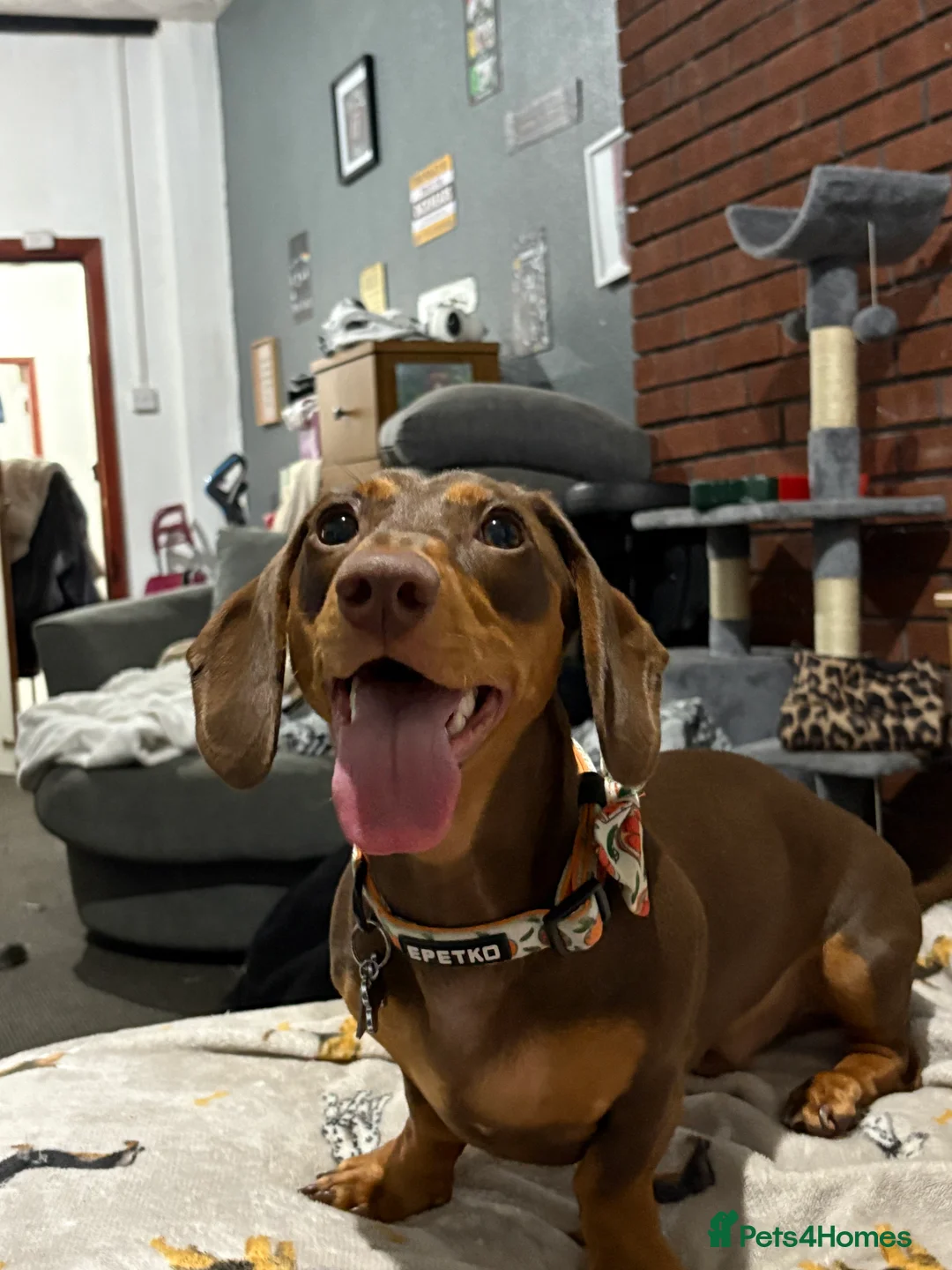 Dachshund dogs for stud: Dachshund Stud - Advert 3