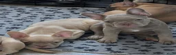 Frug dogs for sale:  Stunning Frug puppies  - Advert 15
