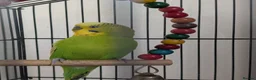 Budgerigars birds for sale: 2 Beautiful Budgies with Cage & Toys - Advert 4