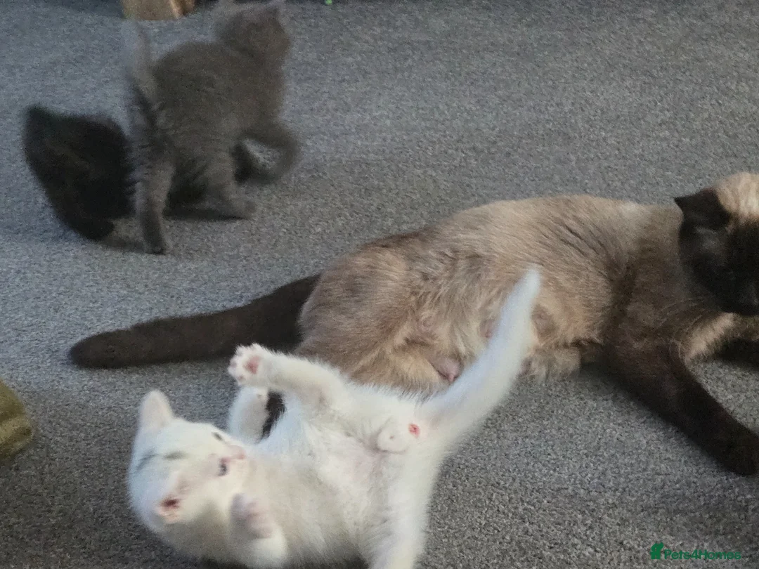 British Shorthair cats for sale: White Persian x chocolate BSH kittens in Canterbury - Advert 7