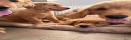Golden Retriever dogs for sale: Ready for their new homes - Advert 7