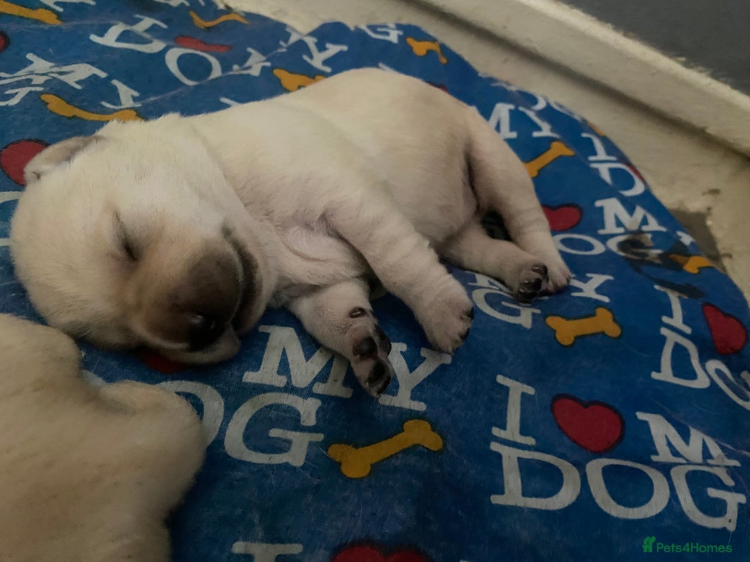 Labrador Retriever dogs for sale: Labrador puppies  - Image 4