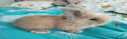 Angora rabbits for sale: English Full Face Angora Bunnies - Advert 14