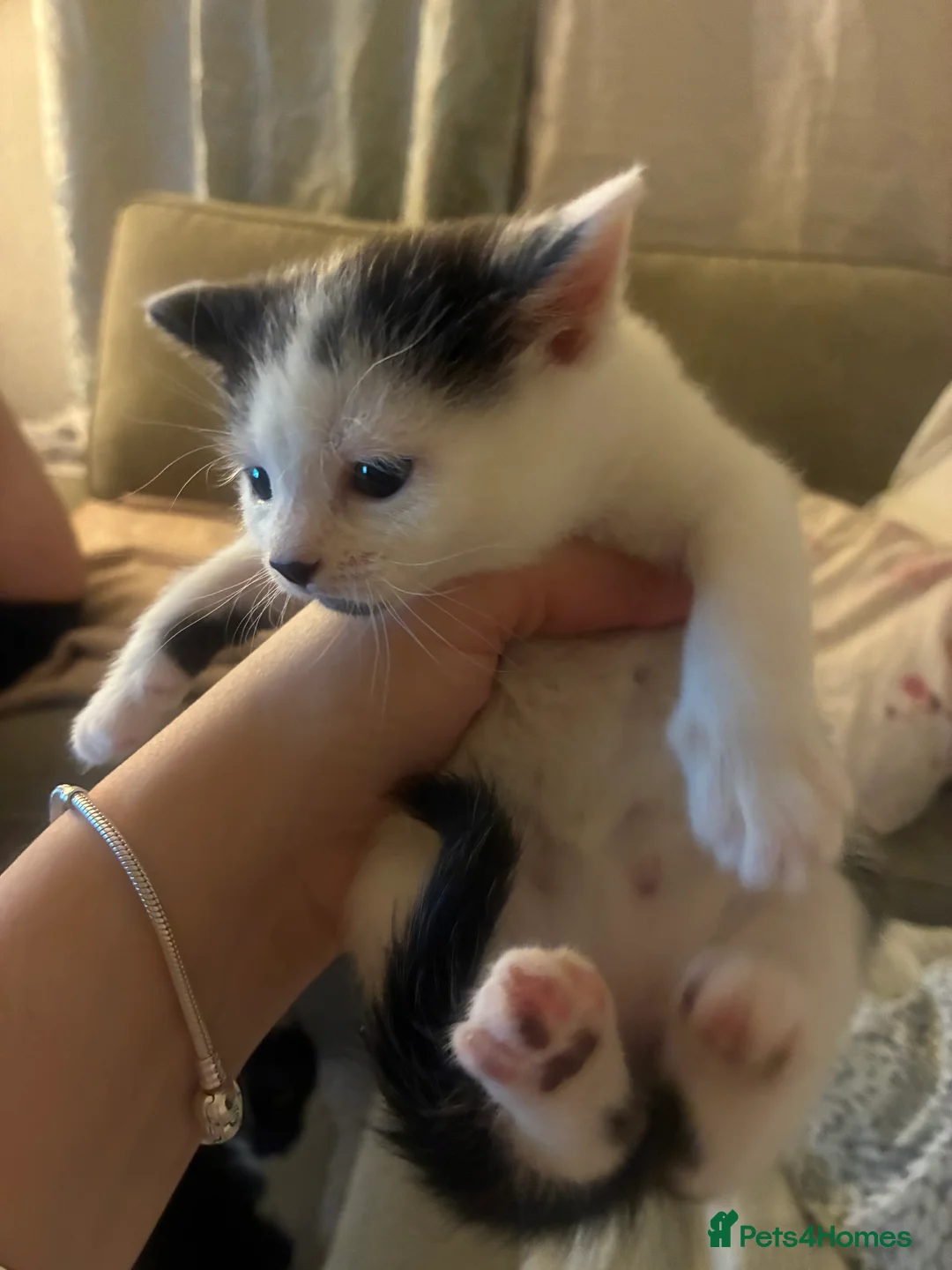 Turkish Angora cats for sale: Beautiful Turkish angora kitten  - Advert 3