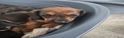 Dachshund dogs for sale: Amazing Dachshund Puppies FOR SALE - Advert 13
