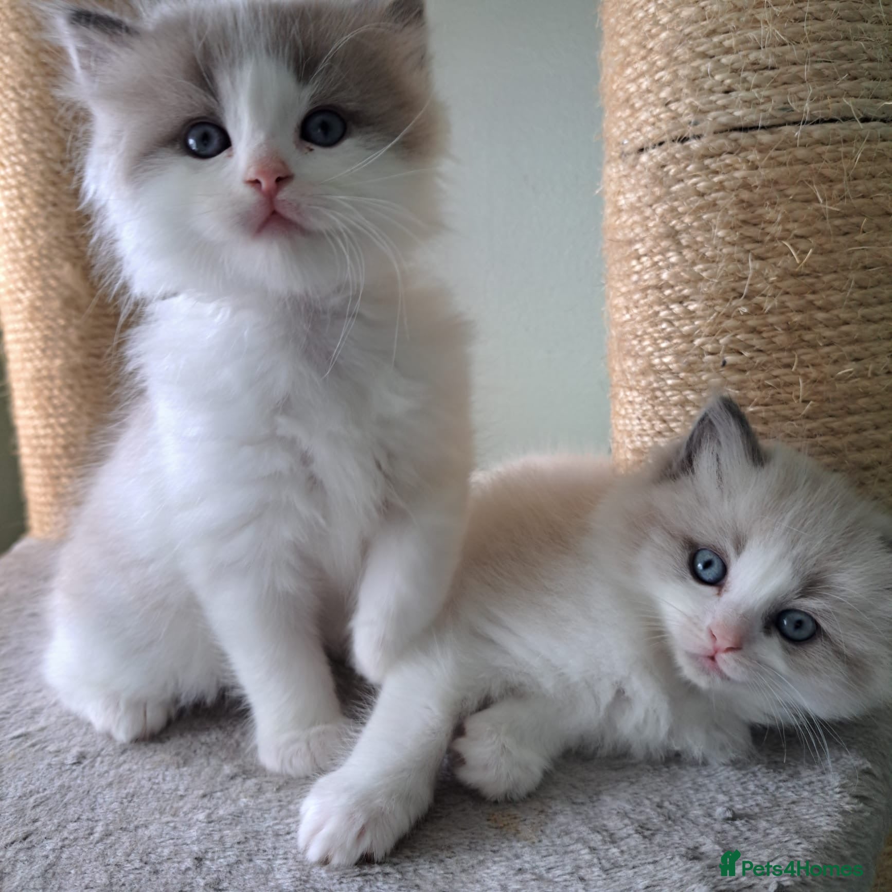 Ragdoll cats CollieKiss Ragdolls – Beautiful TICA Registered - Advert 1