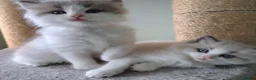 Ragdoll cats for sale: CollieKiss Ragdolls – Beautiful TICA Registered - Advert 20