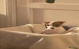 Jack Russell dogs for sale: Gorgeous jack russle puppies  - Image 4