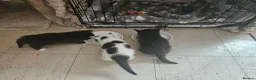 Mixed Breed cats for sale: Queen's 3 little biscuits  - Advert 12