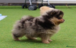 Pomeranian dogs for sale: READY NOW-REDUCED!! TRUE TEDDY BEAR POMERANIAN - Image 36