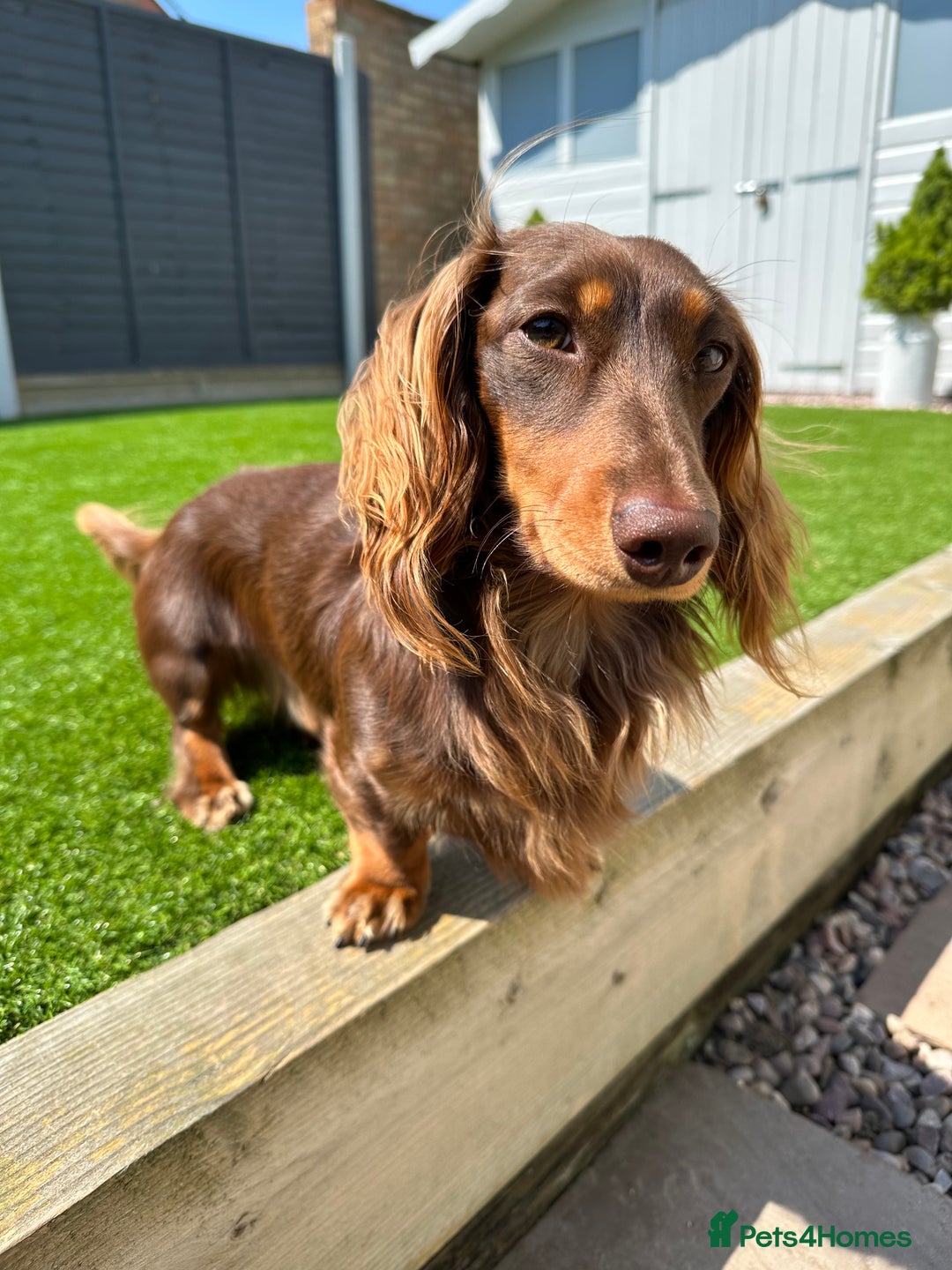 Miniature Dachshund dogs for stud: Long-haired miniature Dachshund in Hitchin - Advert 2