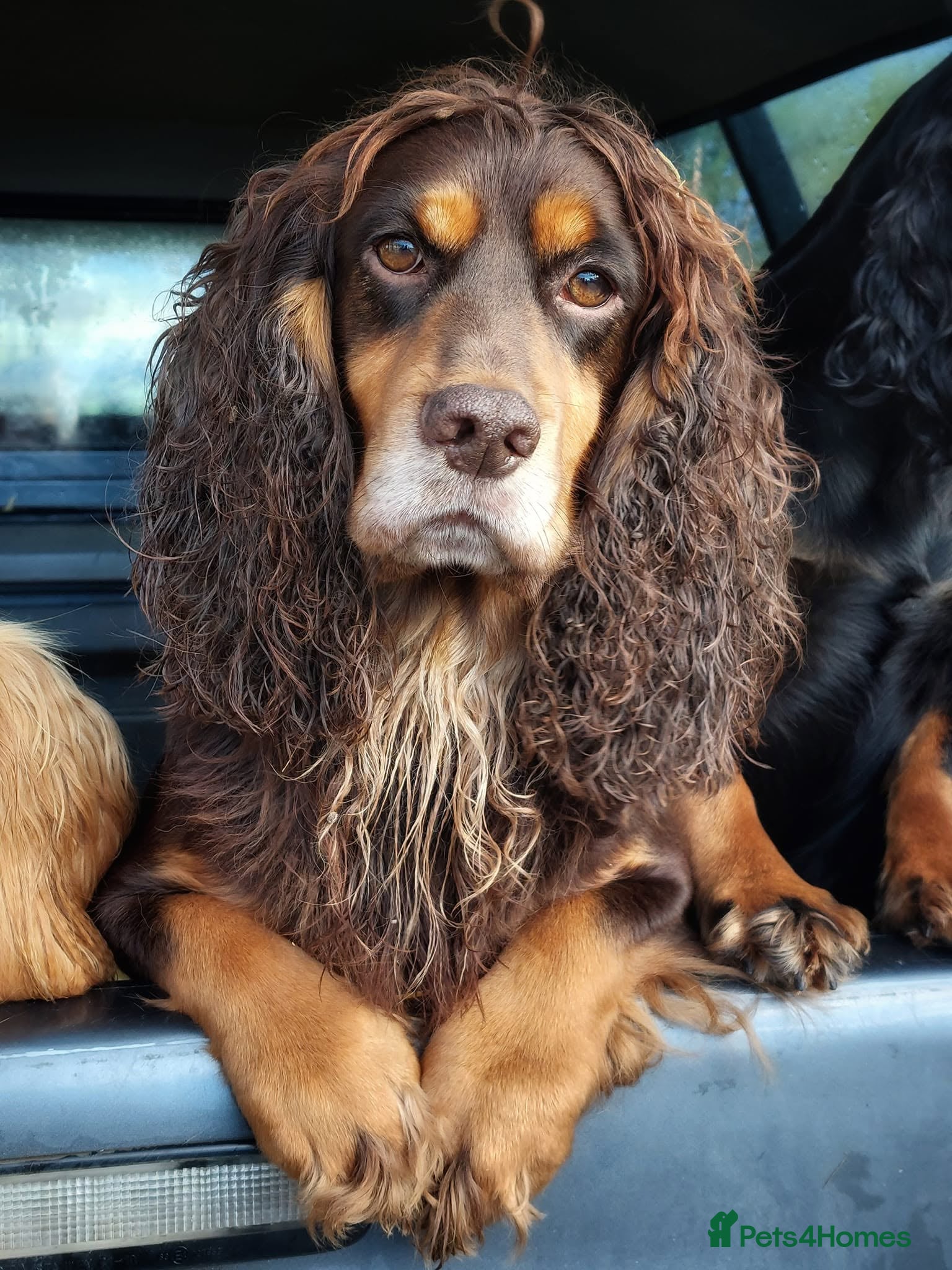 Cocker Spaniel dogs Chocolate and Tan STUD - Advert 15