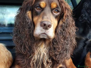 Cocker Spaniel dogs Chocolate and Tan STUD - Advert 12