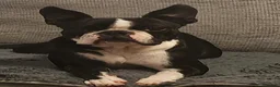 Boston Terrier dogs for sale: Boston Terrier Puppies KC Reg Oustanding Litter - Advert 20