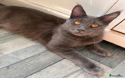 Maine Coon cats for sale: Maine coon  - Image 1