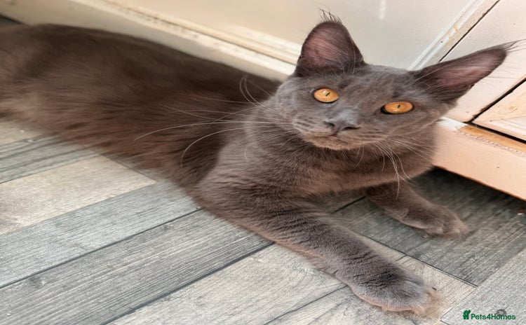 Maine Coon cats for sale - Advert 2