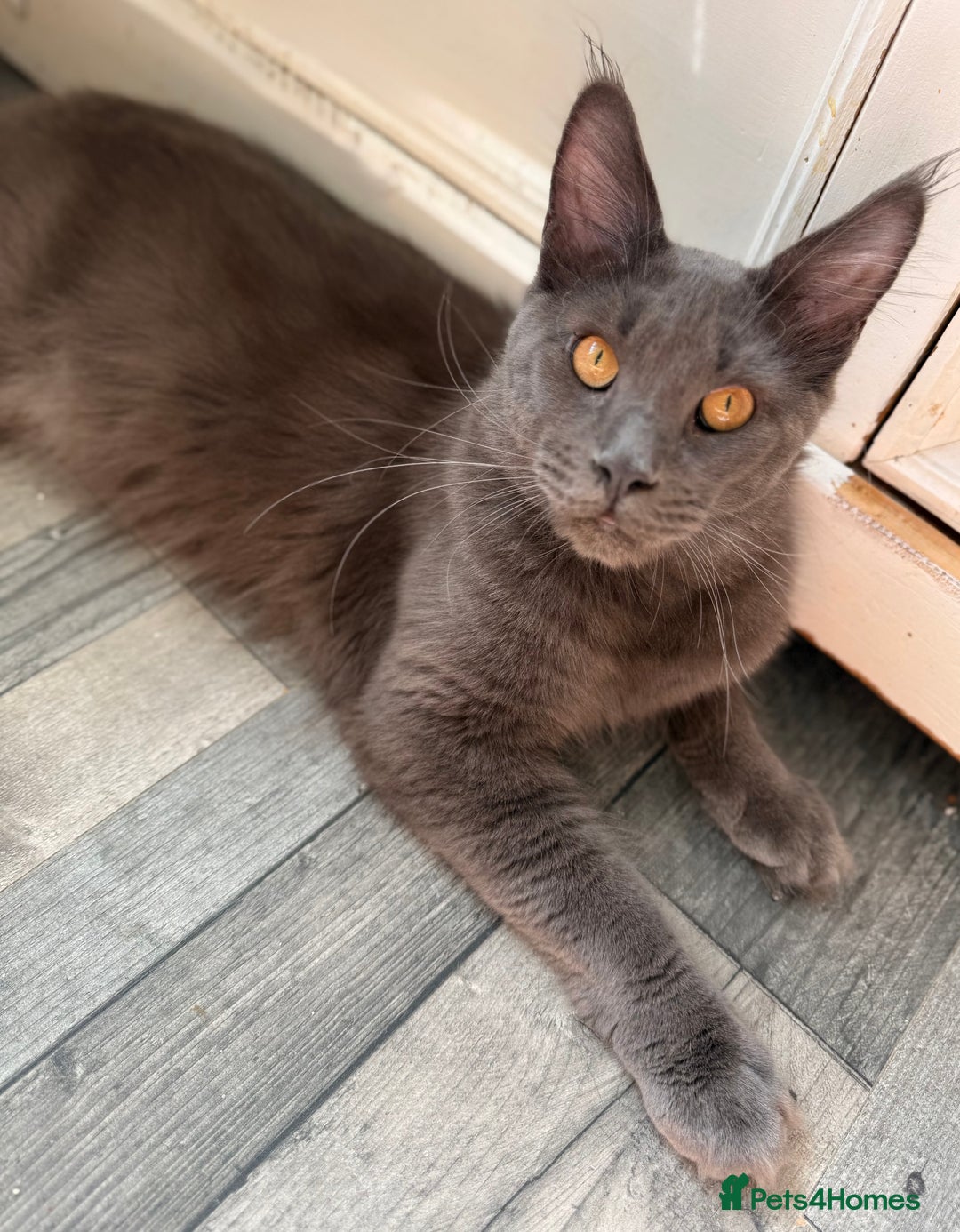 Maine Coon cats for sale: Maine coon  - Image 1