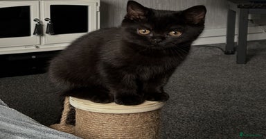 British Shorthair cats - Advert 4