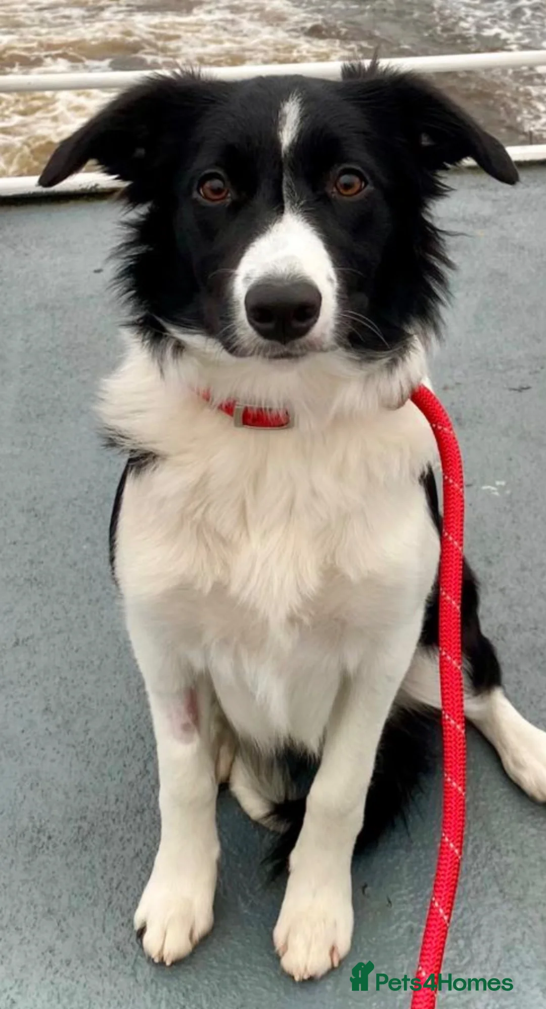 Border Collie dogs for sale: Looking for a new family in Whitley Bay - Advert 2