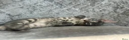 Bengal cats for sale: 3 Beautiful Blue Female TICA Reg Bengal kittens  - Advert 30