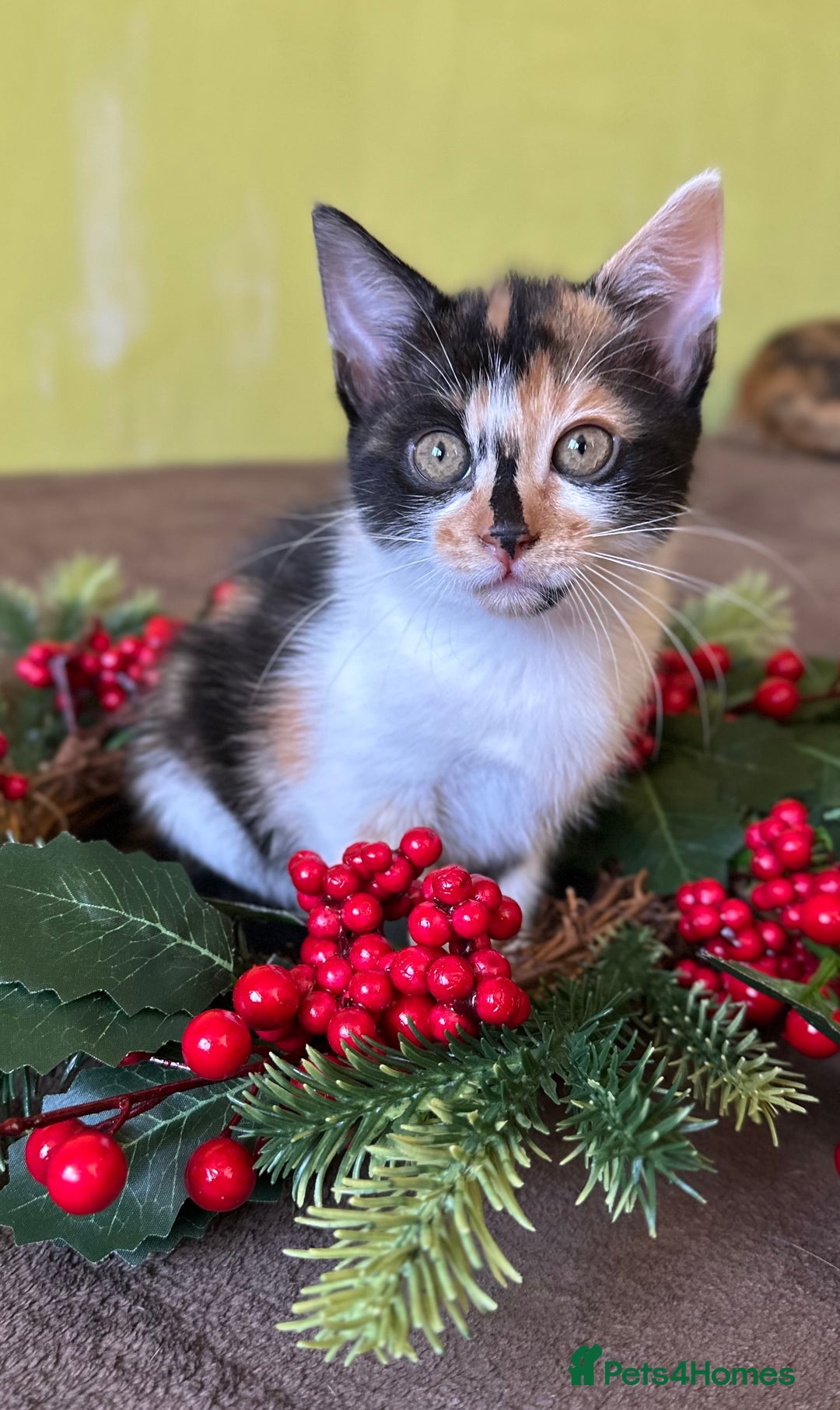 Mixed Breed cats for sale: Kittens from half Siamese mum - Advert 29