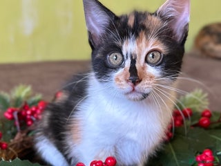 Mixed Breed cats Kittens from half Siamese mum - Advert 14