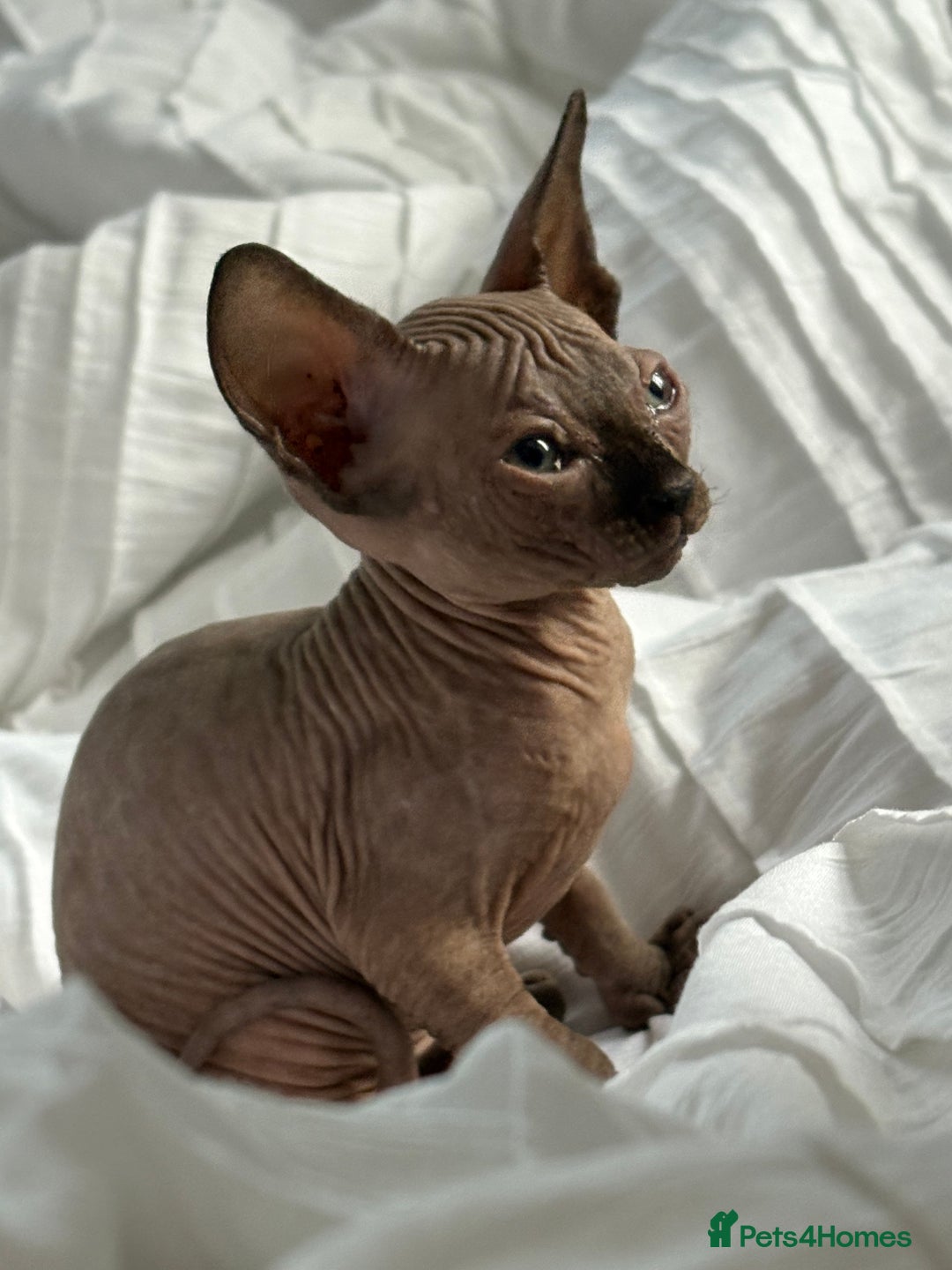 Sphynx cats for sale: Sphinx for sale Boy - Advert 4