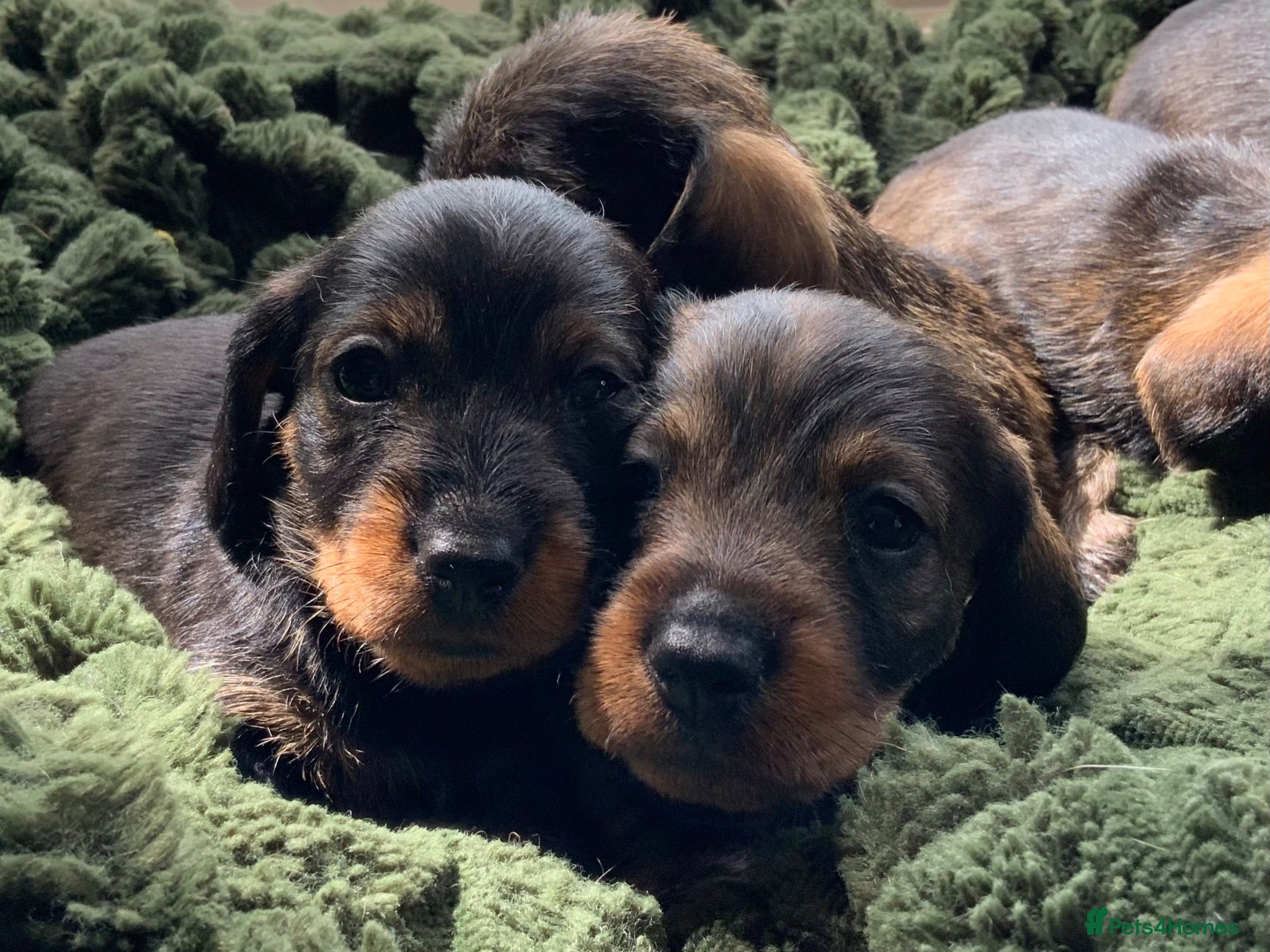 Miniature Dachshund dogs Miniature Wire haired Dachshund  - Advert 1