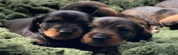 Miniature Dachshund dogs for sale: Miniature Wire haired Dachshund  - Advert 1