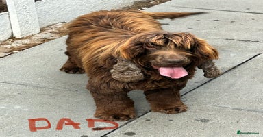 Cocker Spaniel dogs - Advert 5