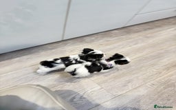 Biewer Terrier dogs for sale: Yorkshire terrier  - Advert 20