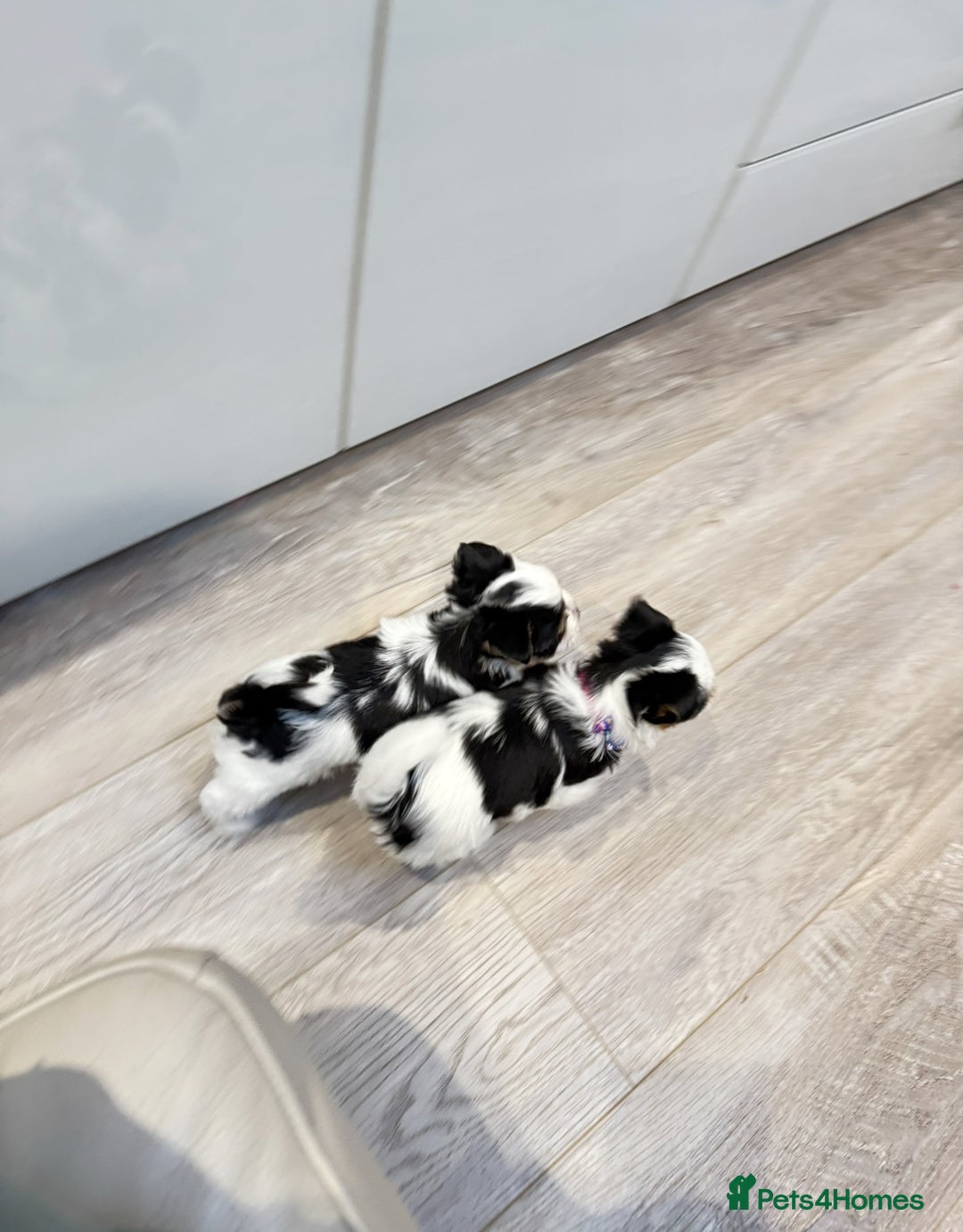 Biewer Terrier dogs for sale: Yorkshire terrier  - Advert 20