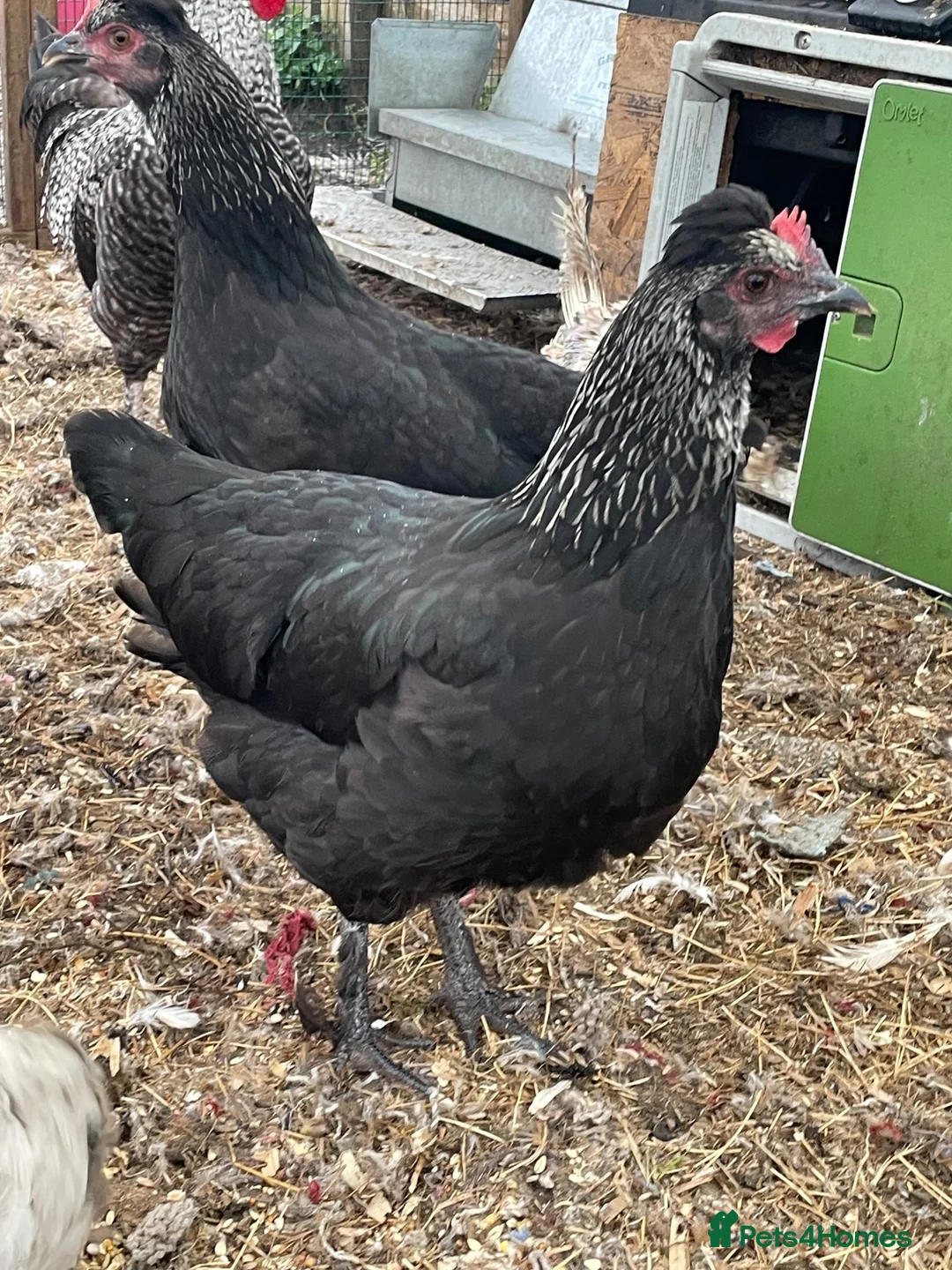 Chickens poultry for sale: Vaccinated Olive egger POL hens & Cockerel - Advert 1