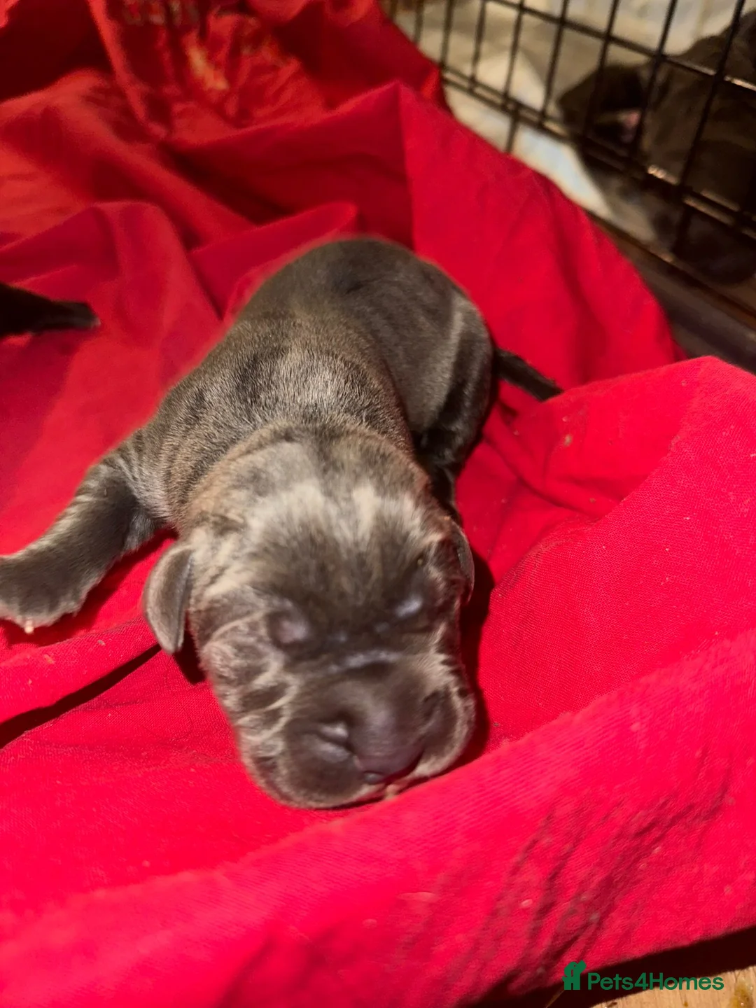 Cane Corso dogs for sale: Canecorso pups for sale - Advert 2