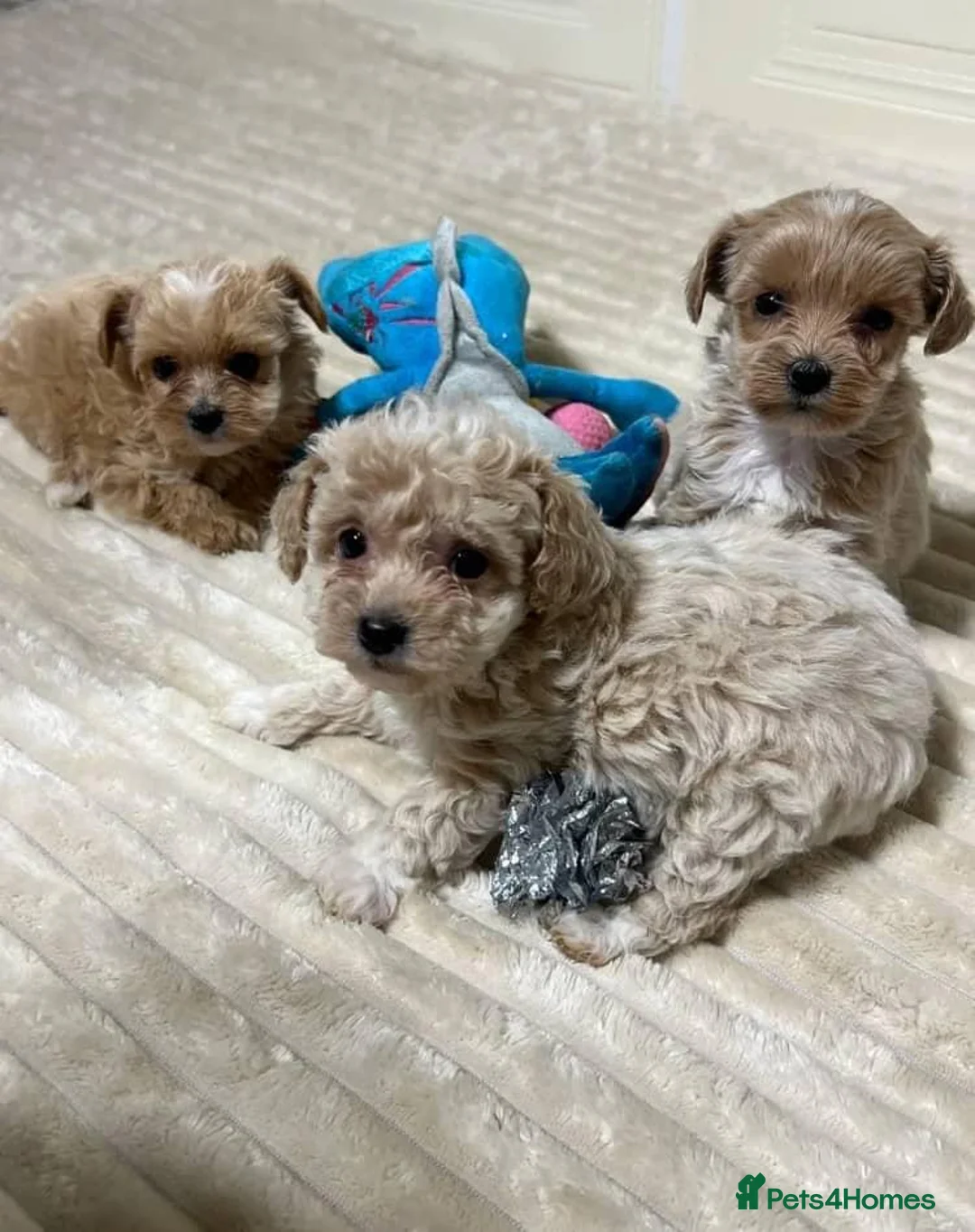 Maltipoo dogs for sale: Stunning Maltipoo Puppies  Adorable  Sweethearts!  - Advert 2