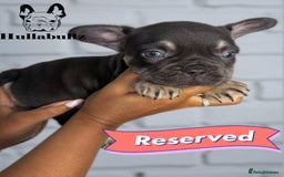 French Bulldog dogs for sale: Exquisite French Bulldog Puppies - Image 9
