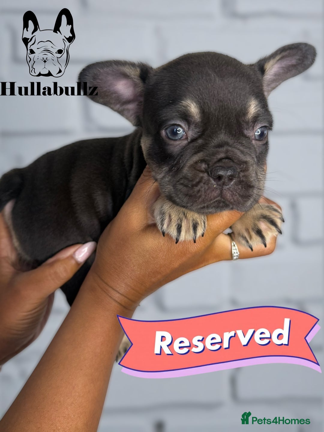 French Bulldog dogs for sale: Exquisite French Bulldog Puppies - Image 9