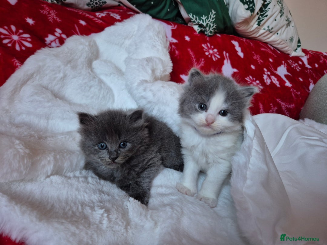 Mixed Breed cats for sale: Ragdoll x - Advert 8