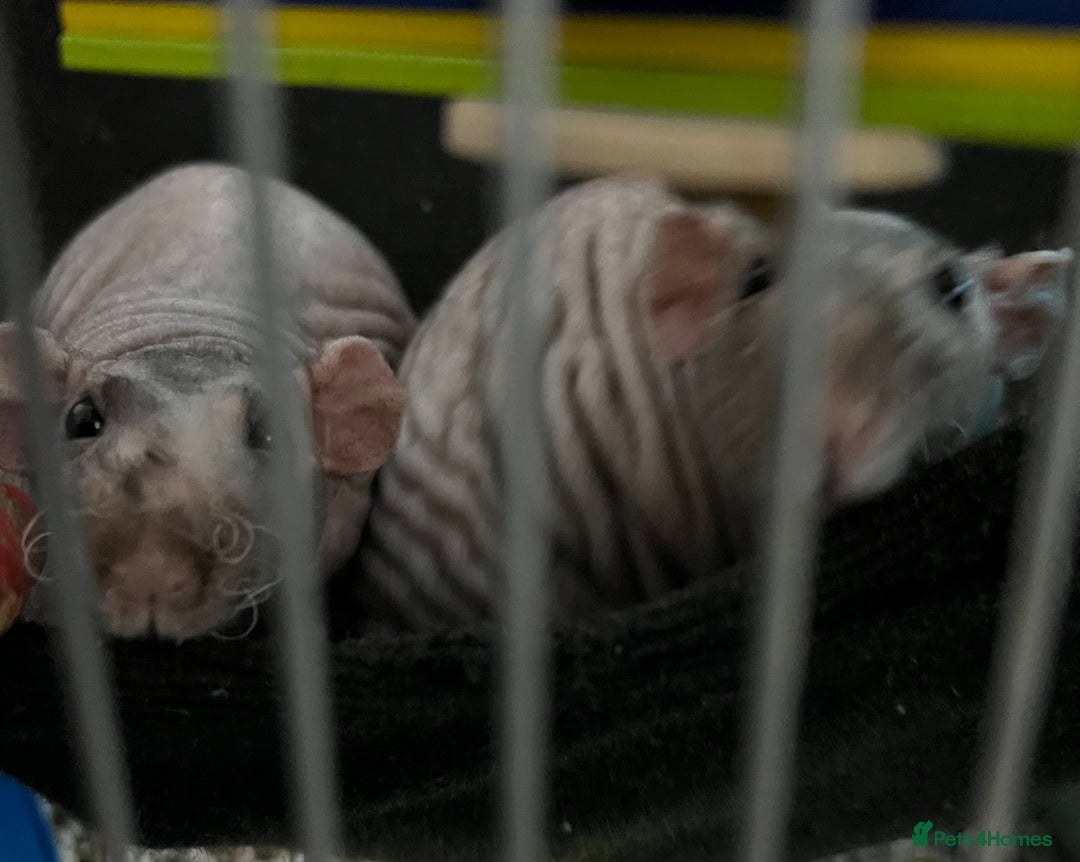 Rat rodents for sale: Bold /fearless Rat’s  - Image 2