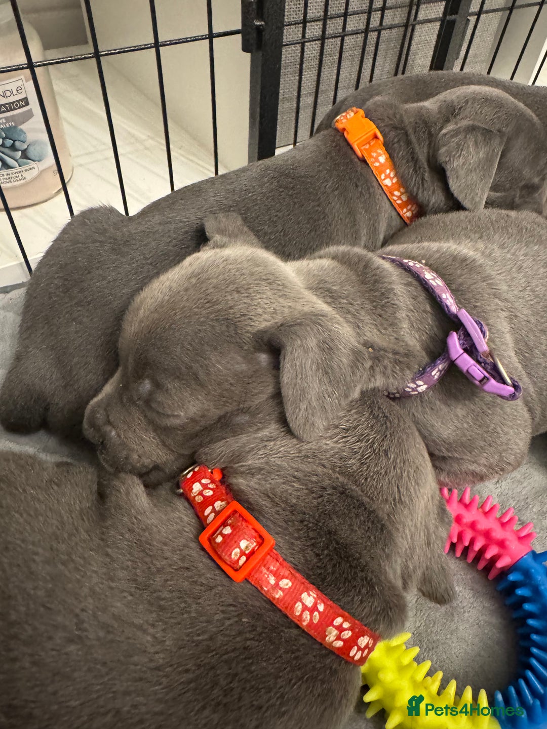 Staffordshire Bull Terrier dogs for sale: STUNNING KC REGISTERED BLUE STAFFY PUPS - Advert 6