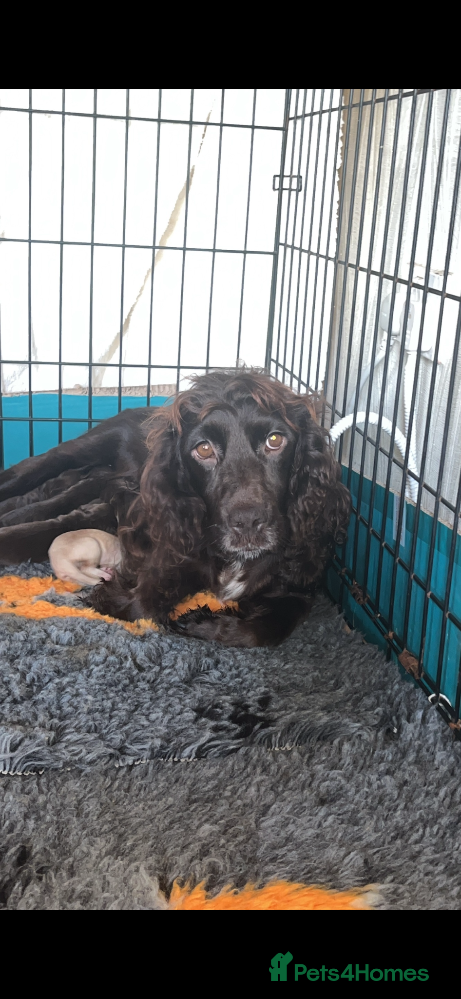 Cocker Spaniel dogs Spaniel female 🩷 - Advert 2