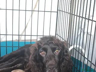 Cocker Spaniel dogs Spaniel female 🩷 - Advert 2